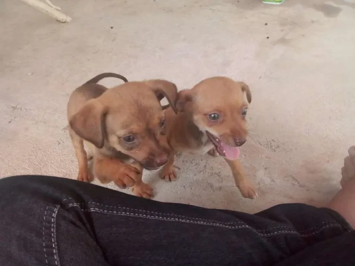 Cachorro raça Vira LATA idade Abaixo de 2 meses nome Não tem nome