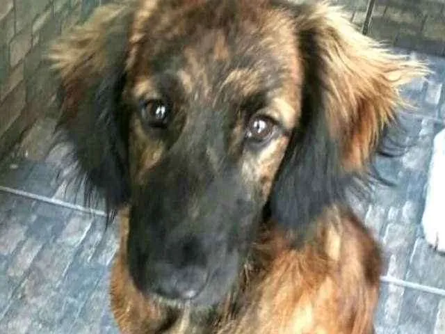 Cachorro ra a Mestiça  ( Daschund) idade 2 a 6 meses nome Pitty 
