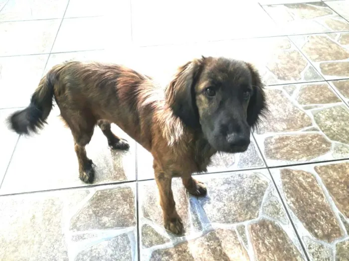 Cachorro ra a Mestiça  ( Daschund) idade 2 a 6 meses nome Pitty 