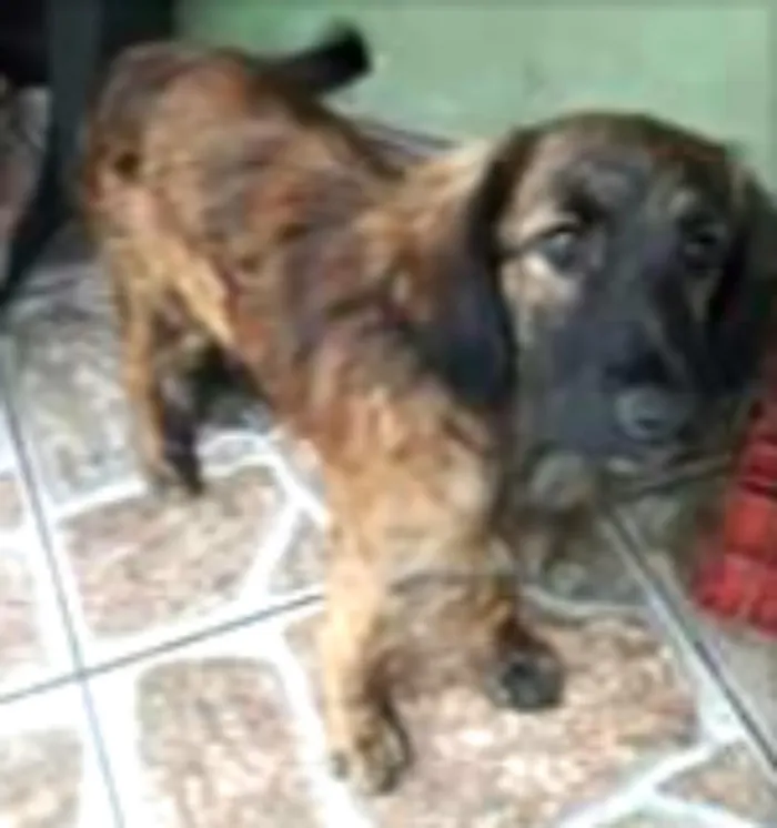 Cachorro ra a Mestiça  ( Daschund) idade 2 a 6 meses nome Pitty 