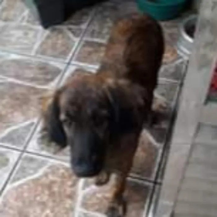 Cachorro ra a Mestiça  ( Daschund) idade 2 a 6 meses nome Pitty 