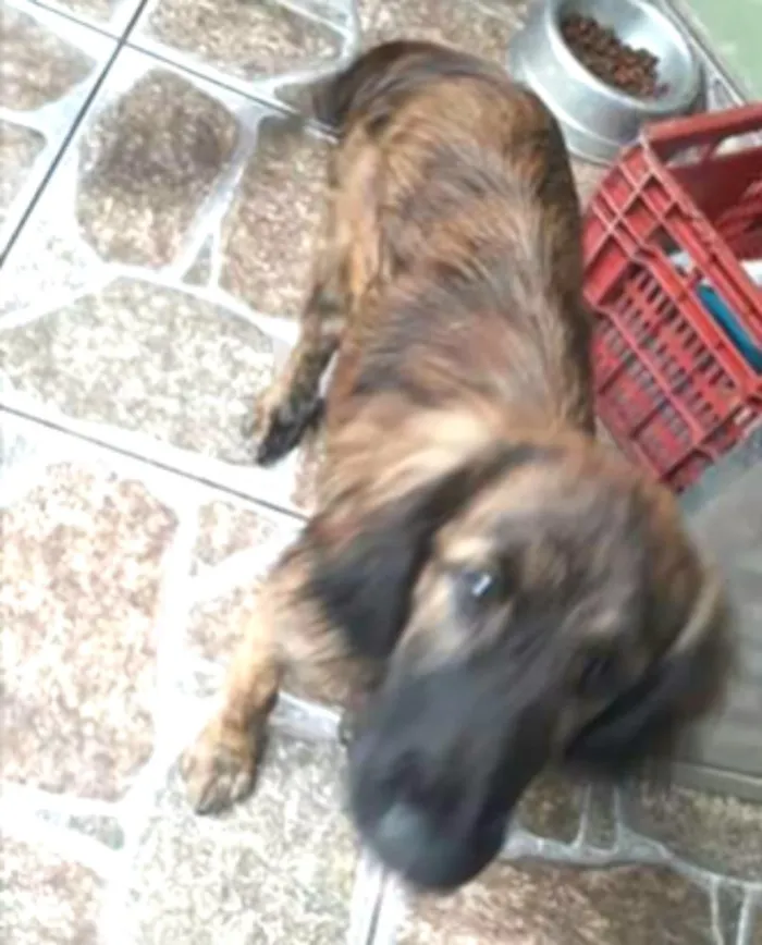 Cachorro ra a Mestiça  ( Daschund) idade 2 a 6 meses nome Pitty 