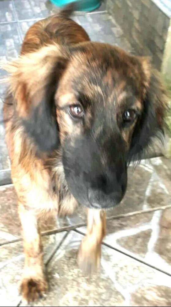 Cachorro ra a Mestiça  ( Daschund) idade 2 a 6 meses nome Pitty 