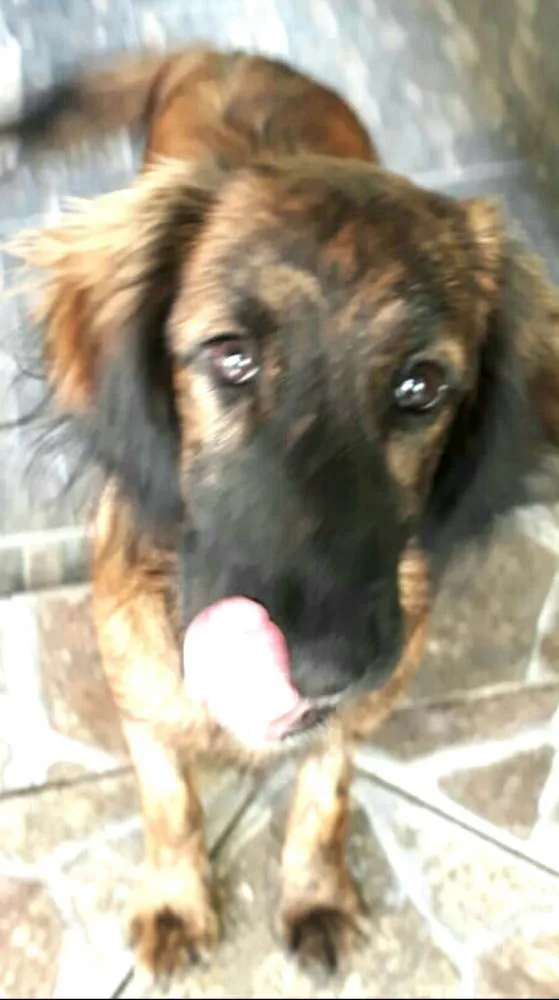 Cachorro ra a Mestiça  ( Daschund) idade 2 a 6 meses nome Pitty 