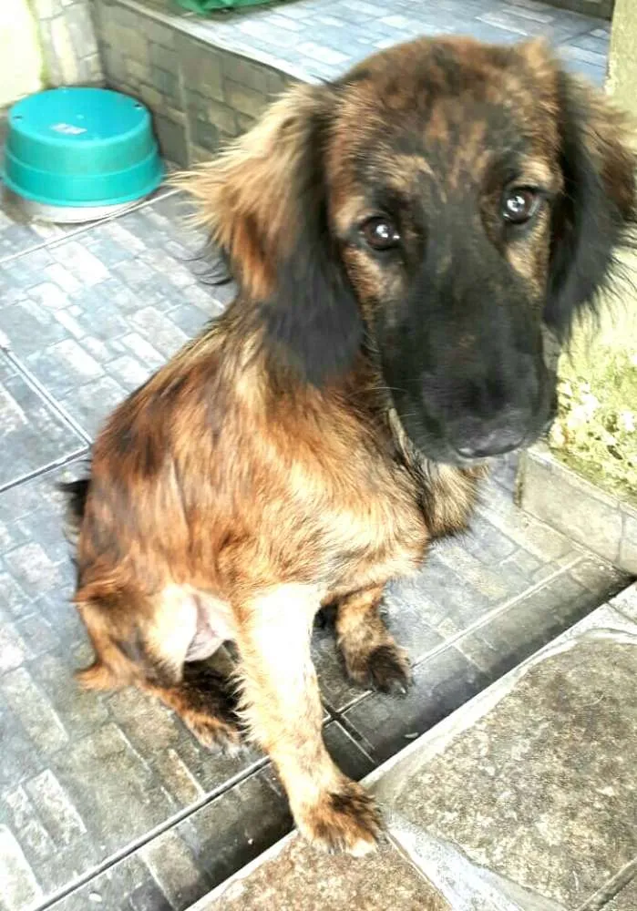 Cachorro ra a Mestiça  ( Daschund) idade 2 a 6 meses nome Pitty 