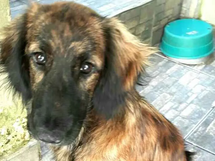 Cachorro ra a Mestiça  ( Daschund) idade 2 a 6 meses nome Pitty 