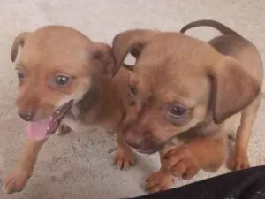 Cachorro raça Vira LATA idade Abaixo de 2 meses nome Não tem nome