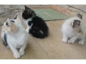 Gato raça Nomal idade 2 a 6 meses nome Filhotinhos de Gato