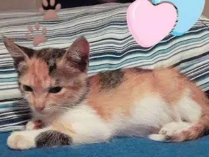 Gato raça SRD idade 2 a 6 meses nome valentina