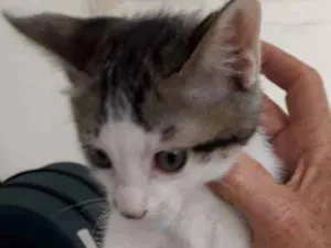 Gato raça felina idade 2 a 6 meses nome Kaue