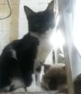 Frajolinha