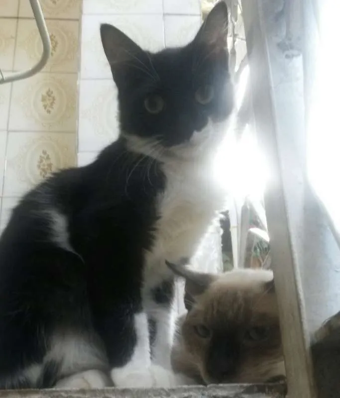 Gato ra a SRD idade 2 anos nome Frajolinha