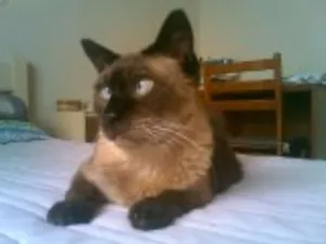 Gato raça SRD idade 7 a 11 meses nome LUIGI