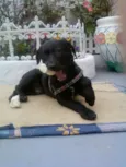 VIKI