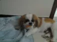 VIKI