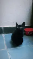 Nenê