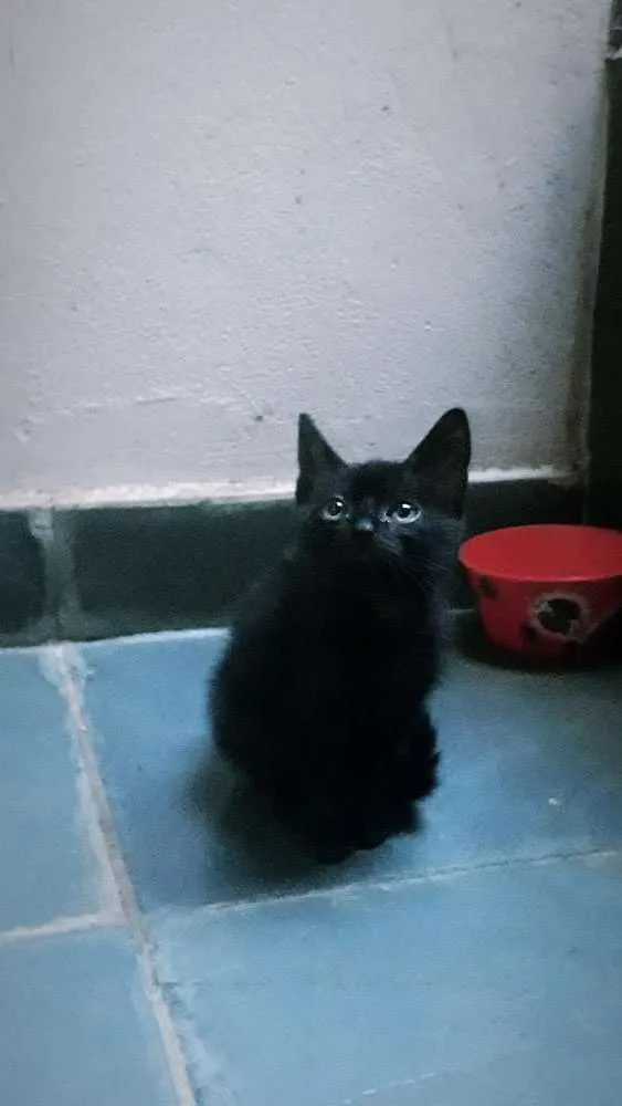 Gato raça  idade Abaixo de 2 meses nome Nenê