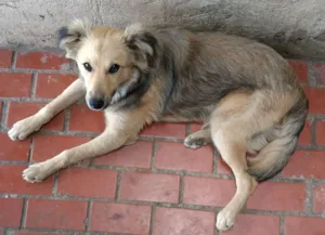 Cachorro raça  idade 7 a 11 meses nome Tobias