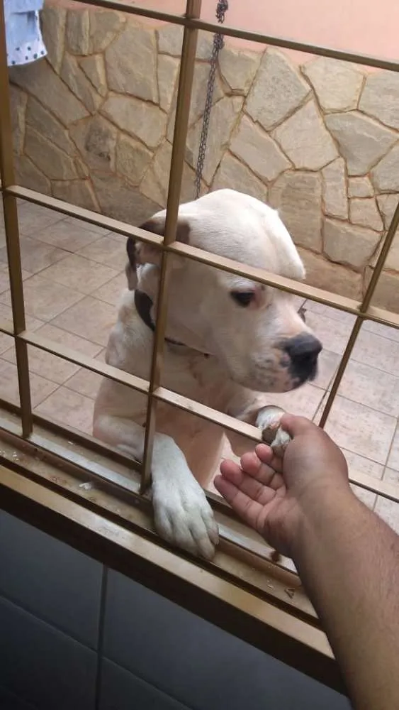 Cachorro ra a Boxer São Bernardo  idade 3 anos nome King