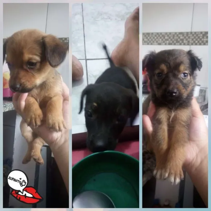 Cachorro raça Vira lata idade 2 a 6 meses nome Sem nomes