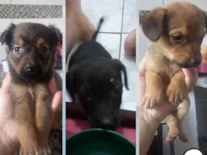 Cachorro raça Vira lata idade 2 a 6 meses nome Sem nomes
