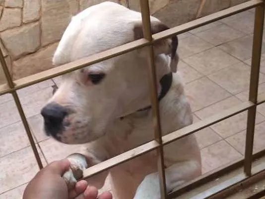 Cachorro ra a Boxer São Bernardo  idade 3 anos nome King
