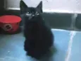 Nenê