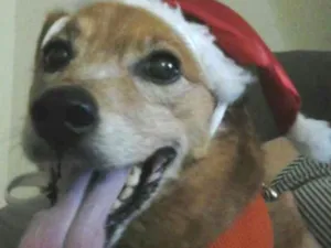 Cachorro raça SRD idade 4 anos nome VIKI