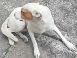 Cachorro raça Mista idade 3 anos nome Pitoco