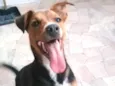 Cachorro raça Sem raça definida idade 1 ano nome Thor
