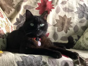 Gato raça SRD idade 6 ou mais anos nome Yoda