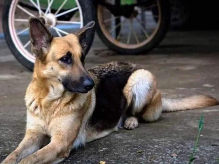 Cachorro ra a Pastor alemão  idade 2 a 6 meses nome Pandora e laika