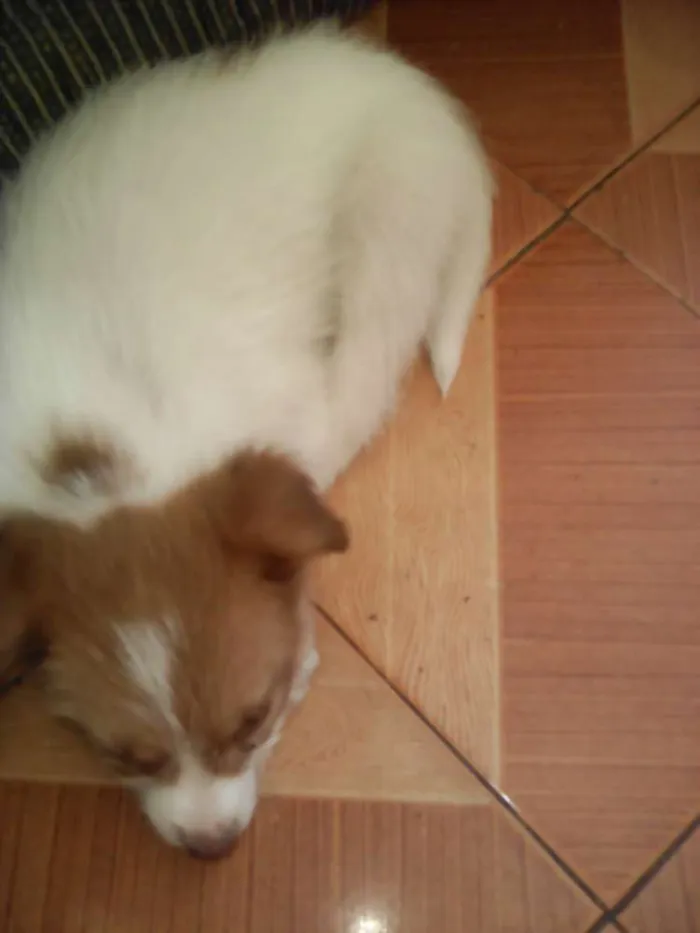 Cachorro ra a Vira lata  idade 3 anos nome Mily