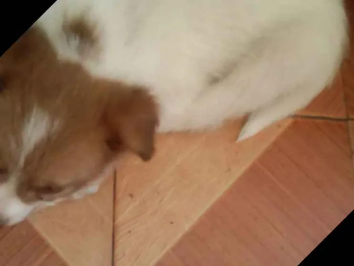Cachorro ra a Vira lata  idade 3 anos nome Mily