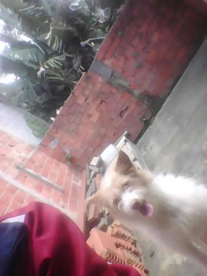 Cachorro ra a Vira lata  idade 3 anos nome Mily