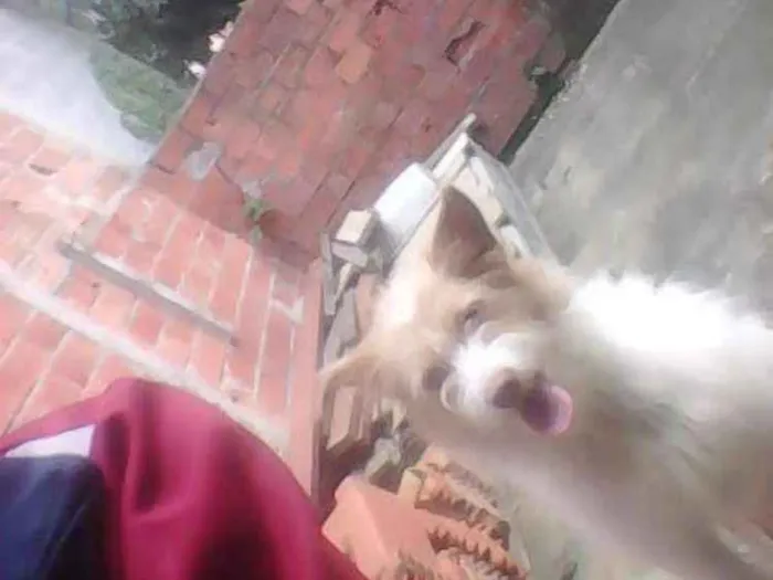 Cachorro ra a Vira lata  idade 3 anos nome Mily