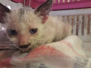 Gato raça não sei  idade 2 a 6 meses nome Mardoqueu