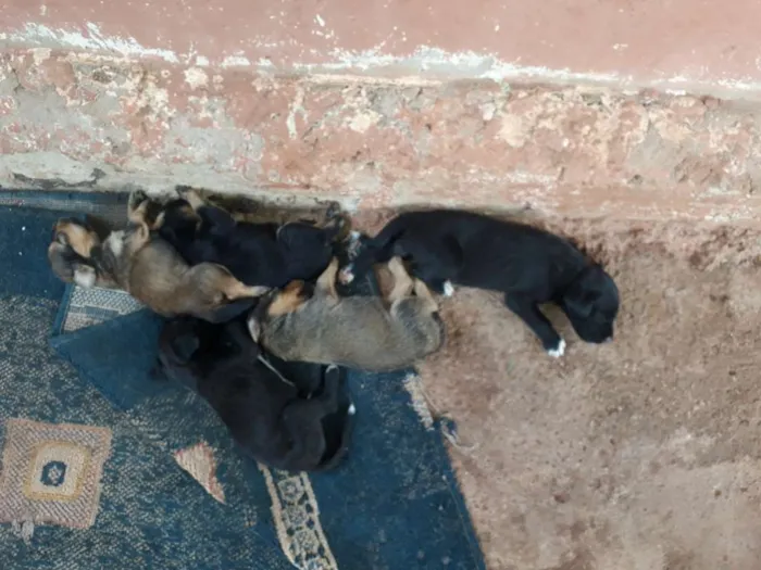 Cachorro raça Vira lata idade Abaixo de 2 meses nome Sem nomes ainda