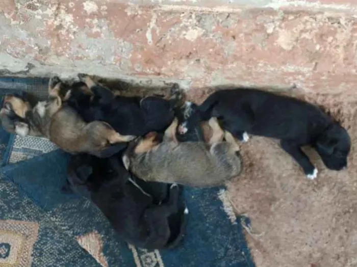 Cachorro raça Vira lata idade Abaixo de 2 meses nome Sem nomes ainda