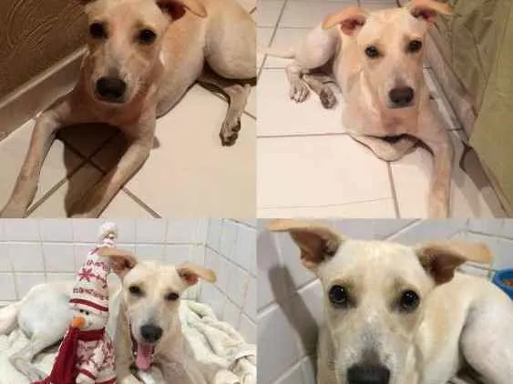 Cachorro ra a Vira lata  idade 1 ano nome Regina 