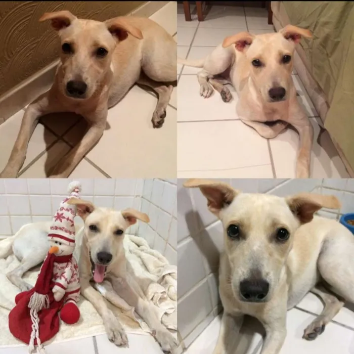 Cachorro ra a Vira lata  idade 1 ano nome Regina 