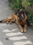 Petrus