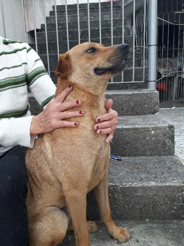 Cachorro raça SRD idade 2 anos nome Mel