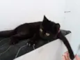 Esmeralda