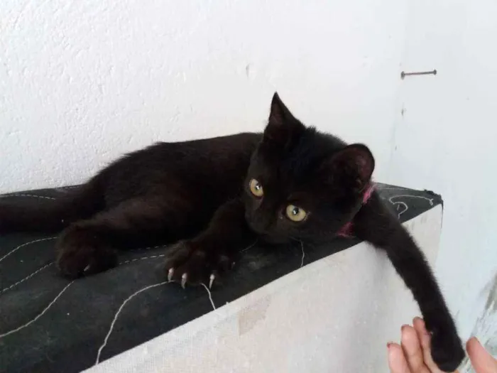Gato raça Ciames com gato peludo idade 7 a 11 meses nome Esmeralda