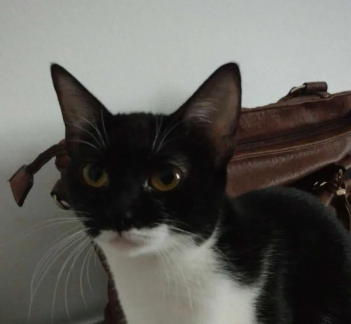 Gato raça  idade 2 anos nome Mandy