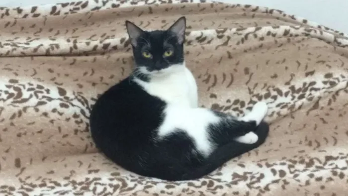 Gato raça  idade 2 anos nome Mandy