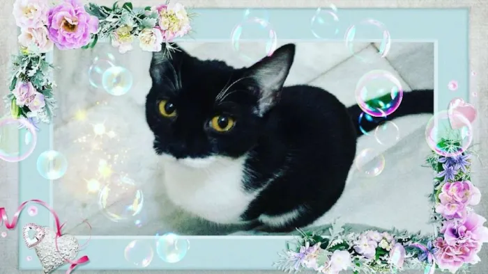 Gato raça  idade 2 anos nome Mandy