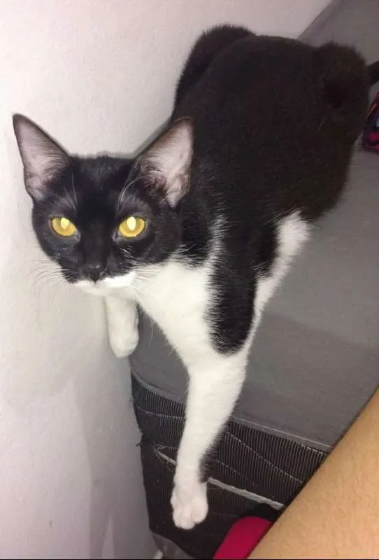 Gato raça  idade 2 anos nome Mandy