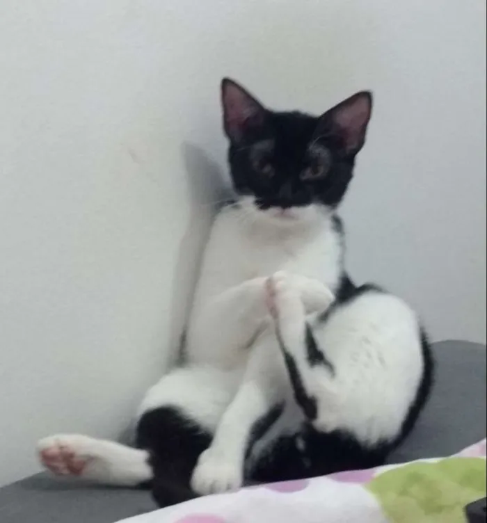 Gato raça  idade 2 anos nome Mandy